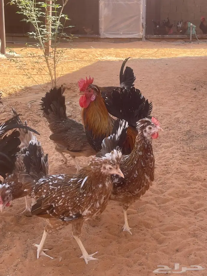 دجاج عربي مكنتوش 5