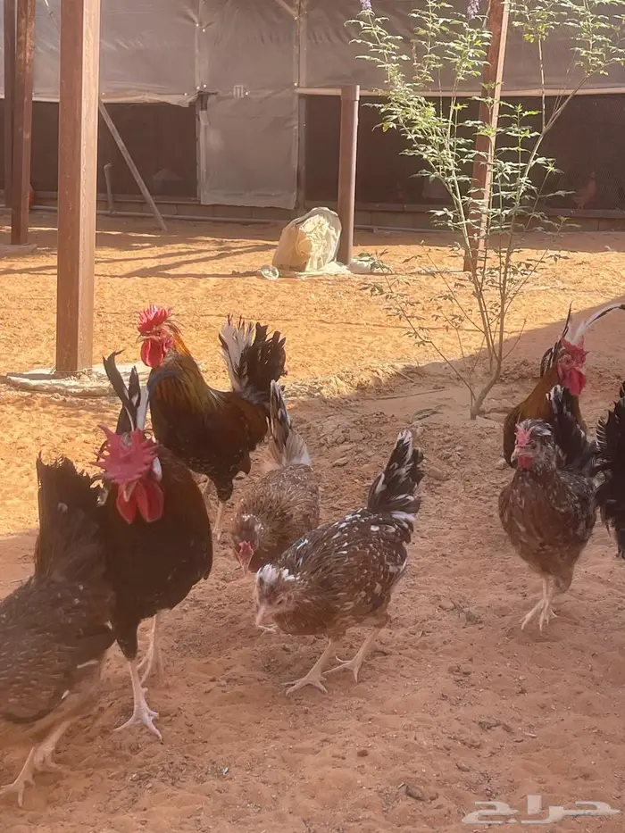 دجاج عربي مكنتوش 4