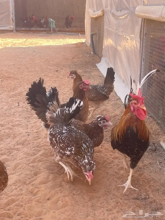 دجاج عربي مكنتوش 6