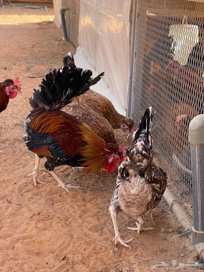 دجاج عربي مكنتوش 8