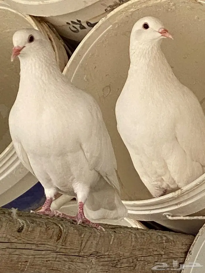 حمام فرنس جامبو 2