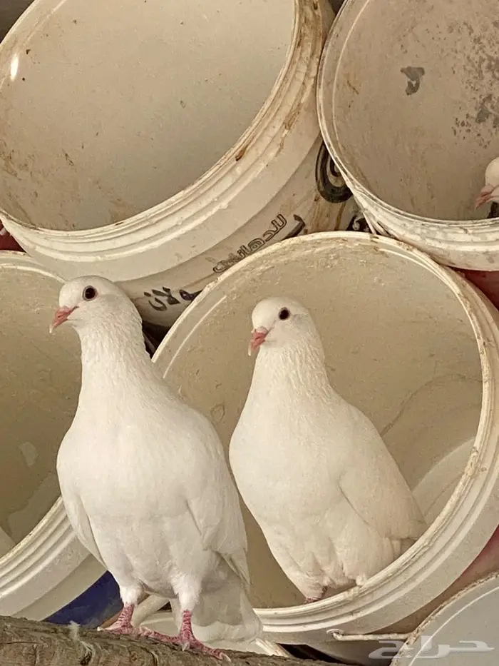 حمام فرنس جامبو 0