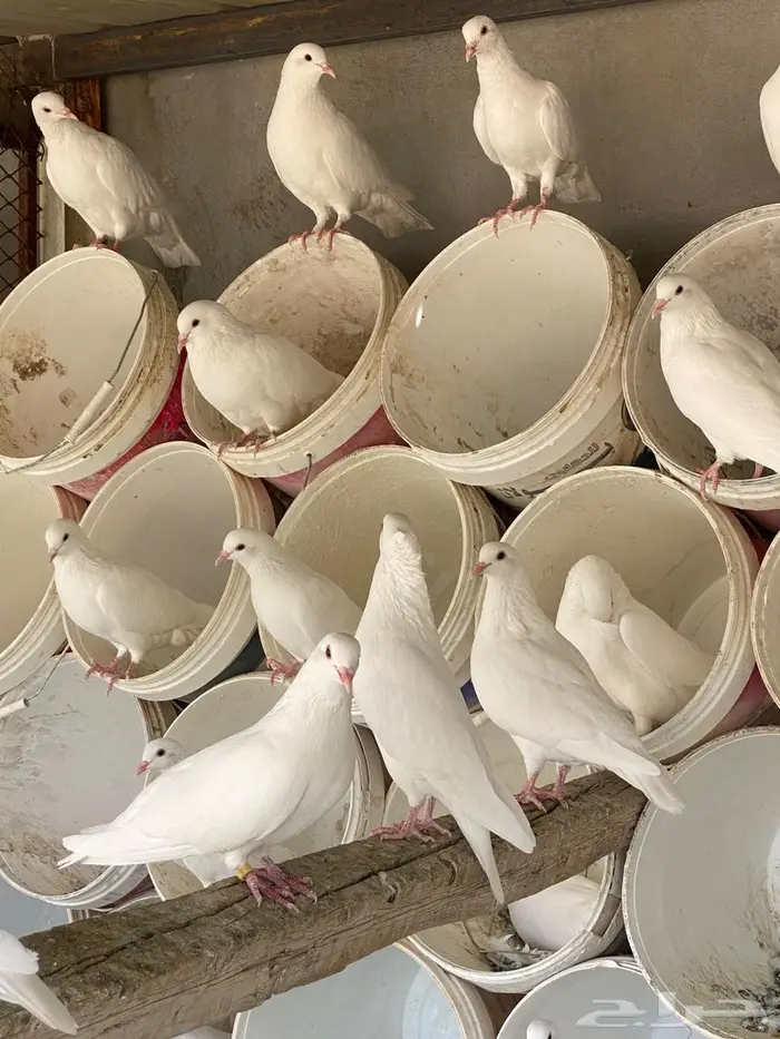 حمام فرنس جامبو 4