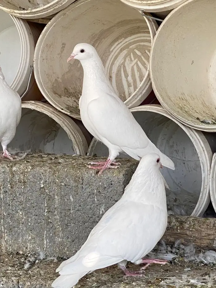 حمام فرنس جامبو 5