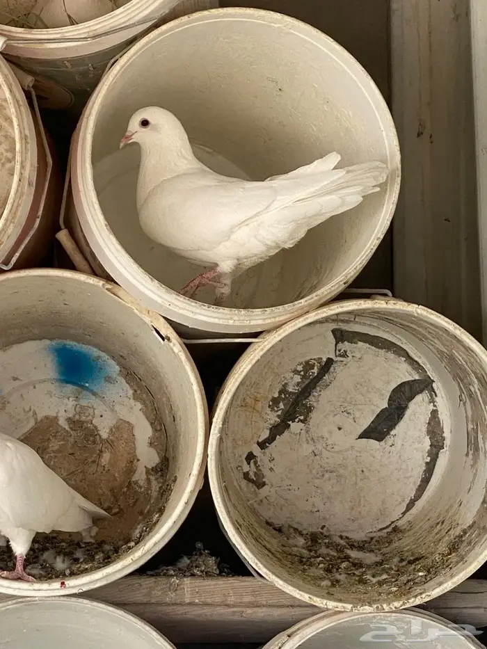 حمام فرنس جامبو 3