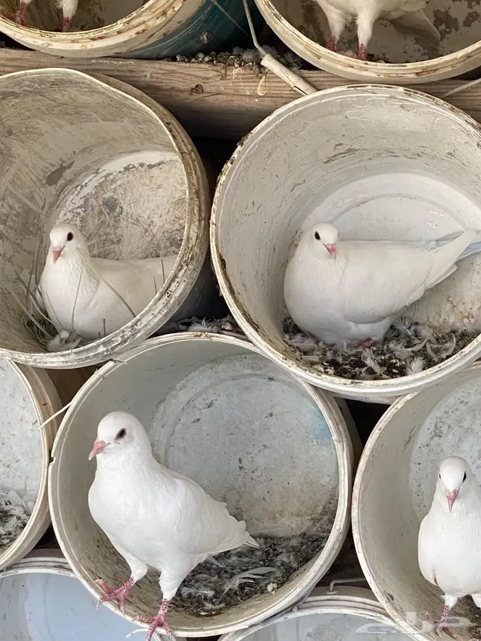 حمام فرنس جامبو 1