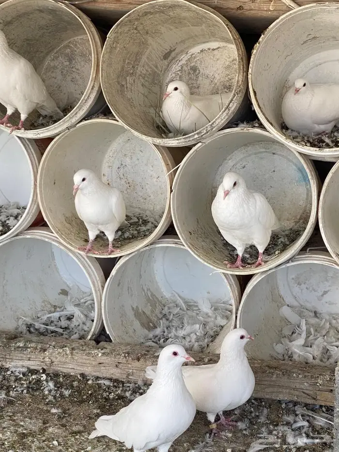 حمام فرنس جامبو 6