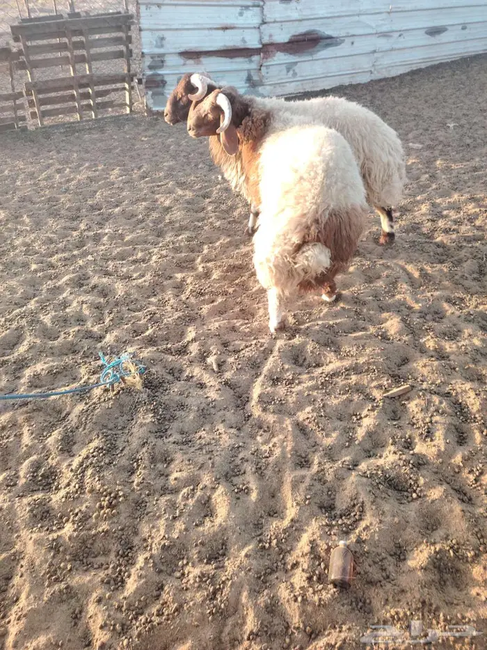 نعم 6شهر 7شهر 0