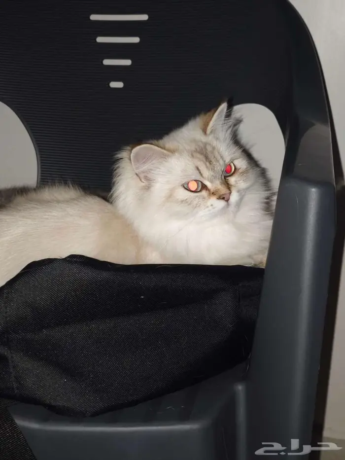 قطه هملايا تبني 0