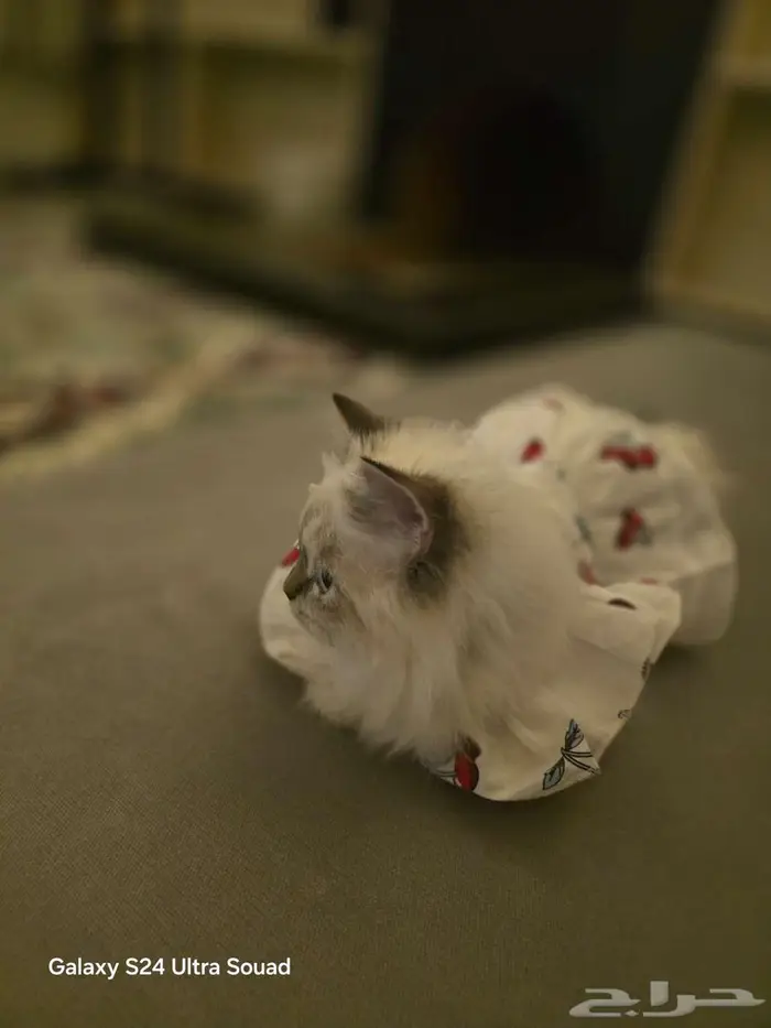 قطط لتبني ذكر همالايا أنثى سكواتش 0