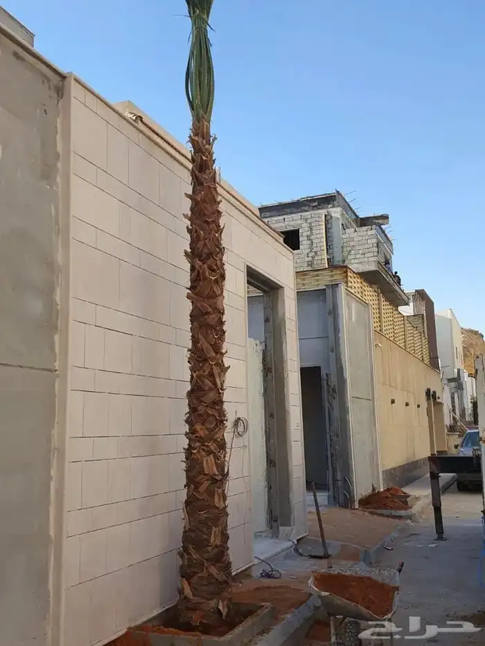 نخل واشنطونيا زينه نخيل مثمر 6