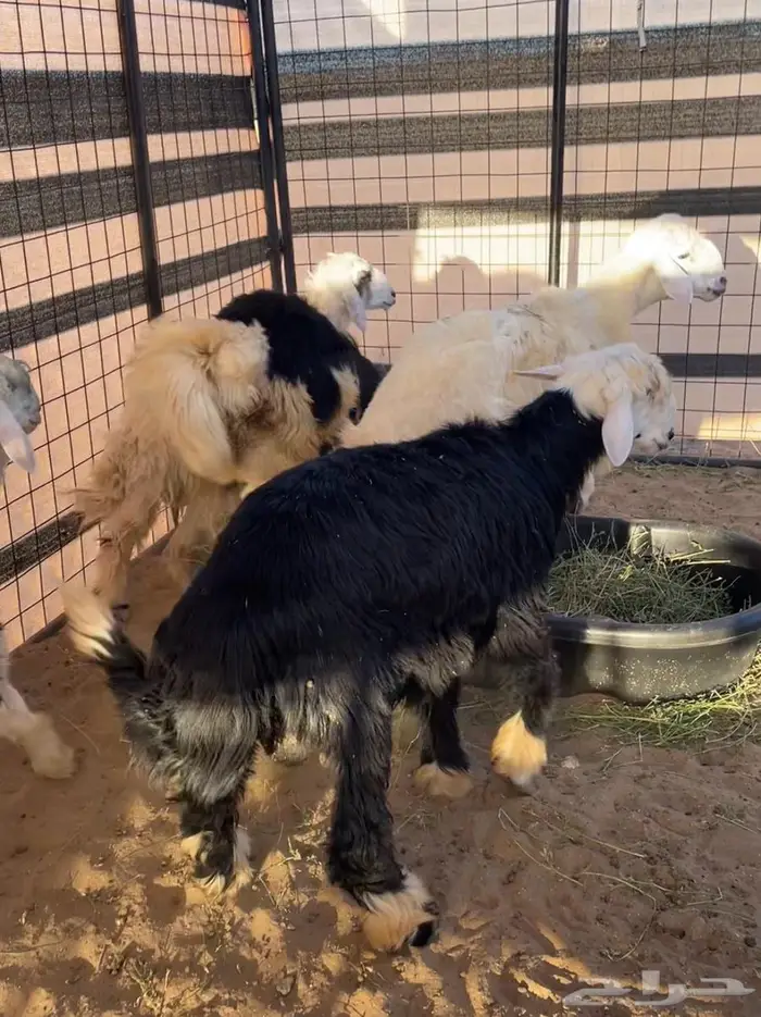 للبيع طليان جذعان. العدد 11 راس 0