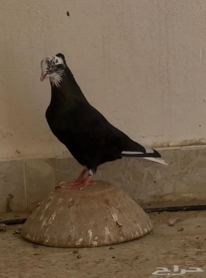 ذكر قطيفي اخرش مطير وصندقة 1