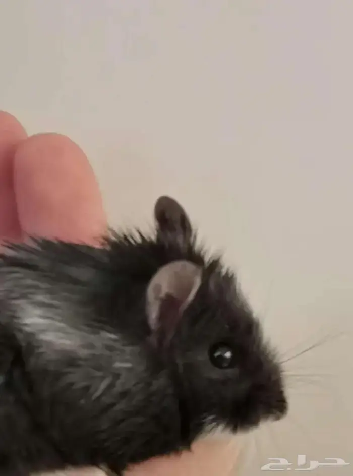 هامستر - كل اللي بالحساب معروض تبني للجادين فقط 2