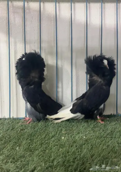 جاكوبين index