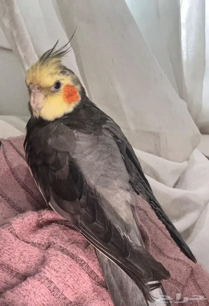 كروان مفقود 0