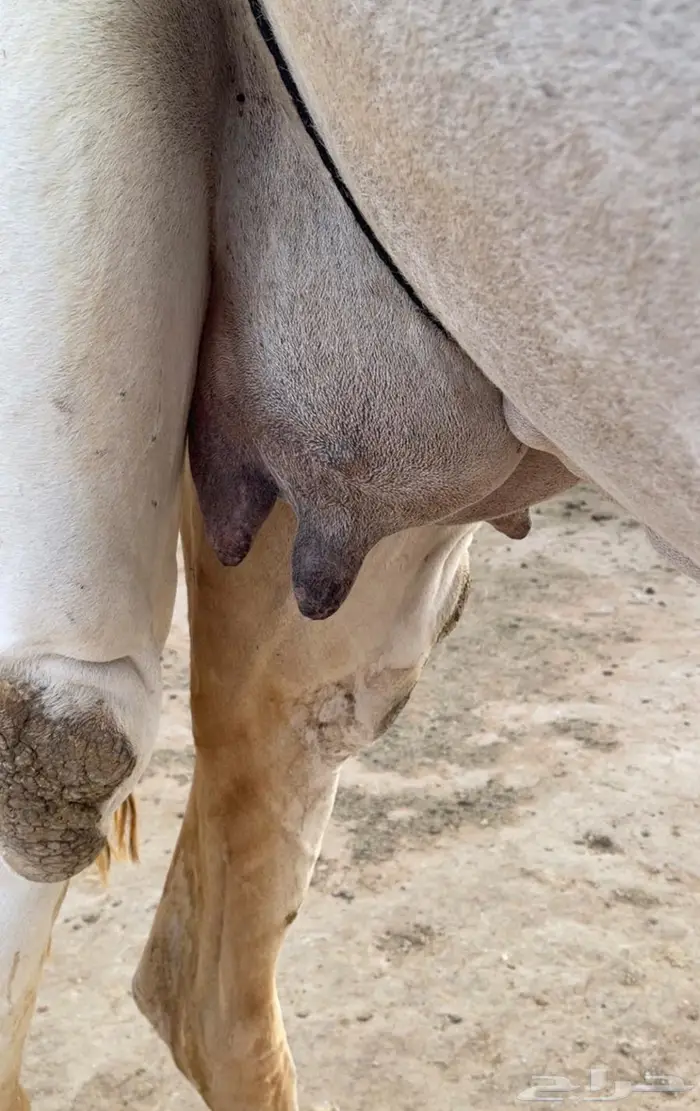 عشرا وضحا كفو 2