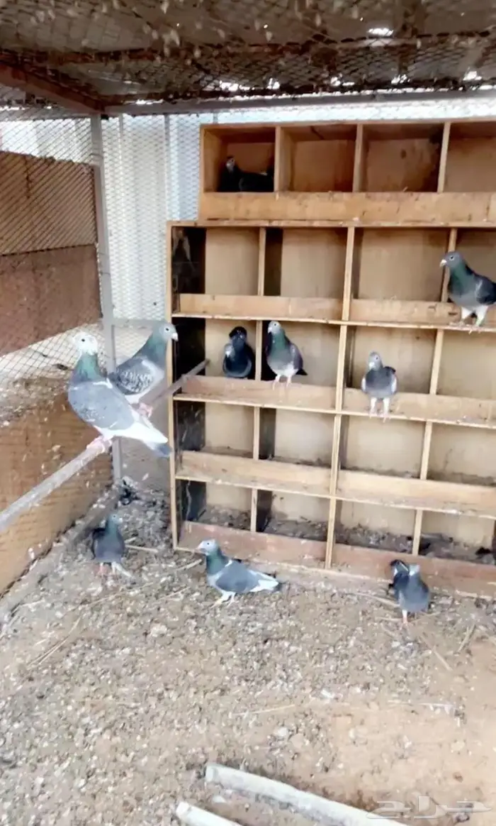 زاجل جان اردن 2