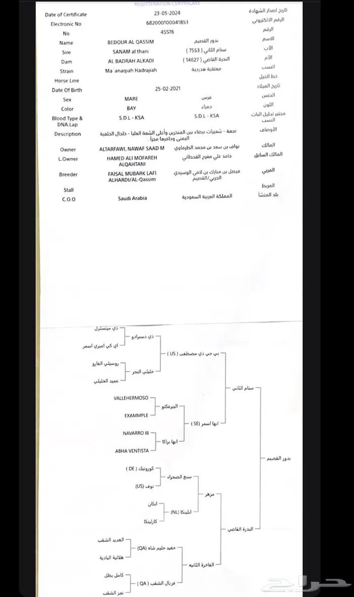 فرس واهو فاخره 1