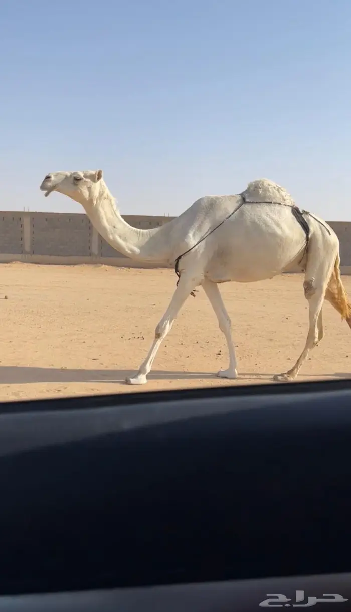 عشرا وضحا كفو 0