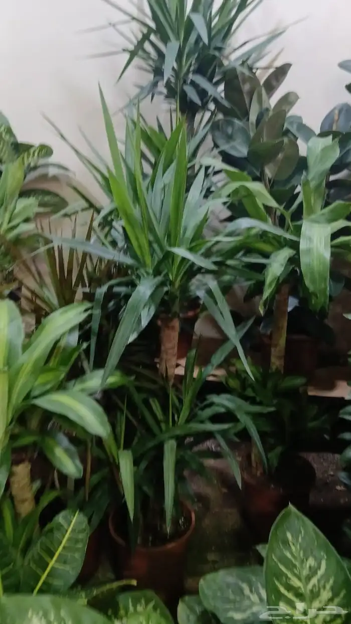 منسق حديق وتركيب جميع شبكات الري العادي والاتمتك 9