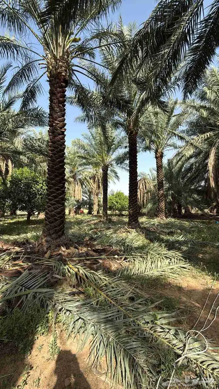 يتوفر لدنيا نخيل من 3متر لا 5متر 3