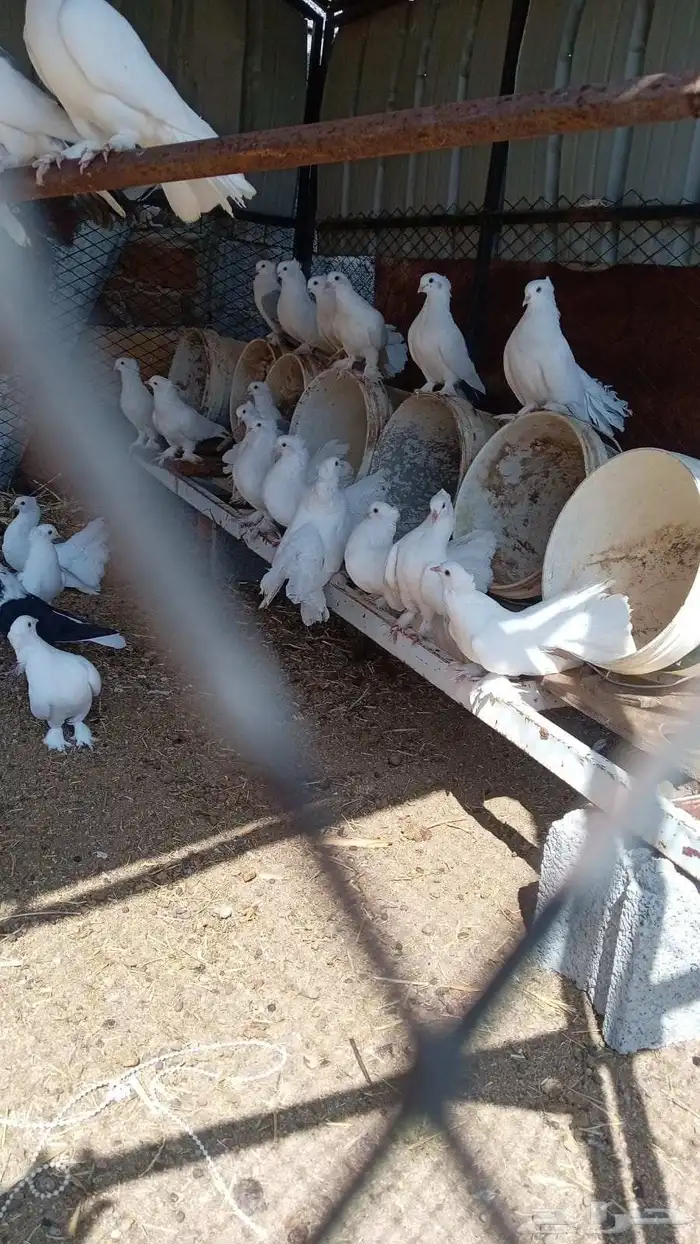 للبيع حمام العدد16جوز 2