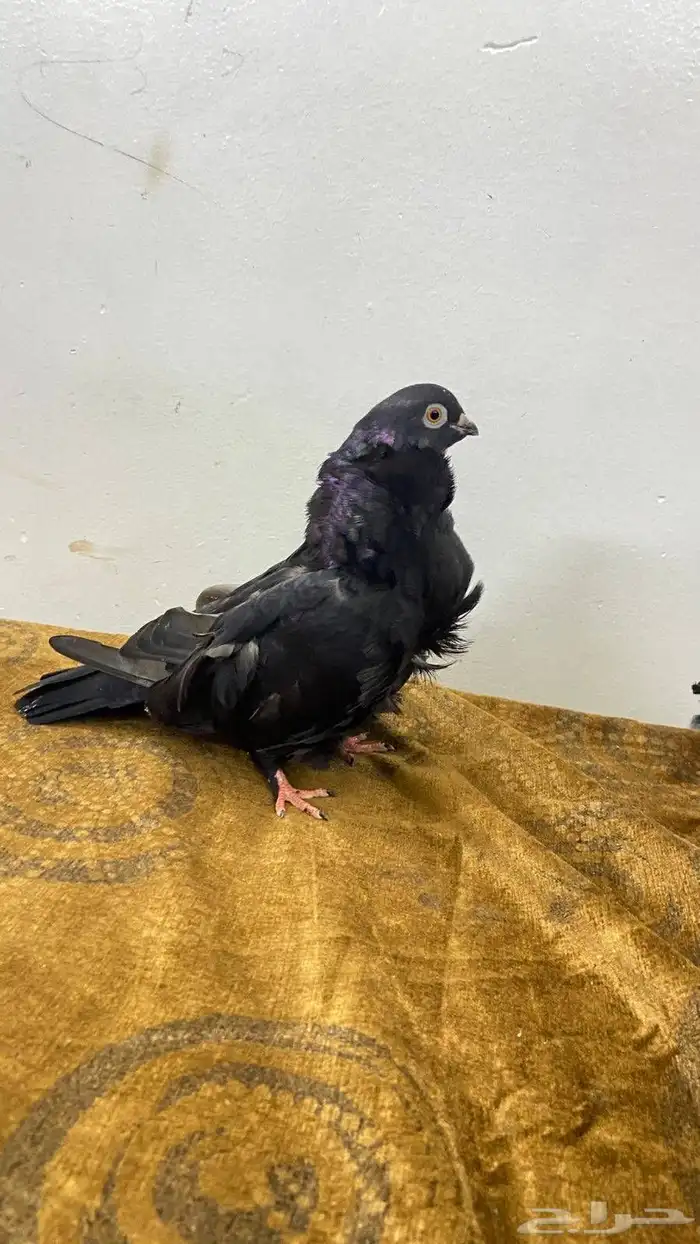 طار الكشكي نوع ذكر 7