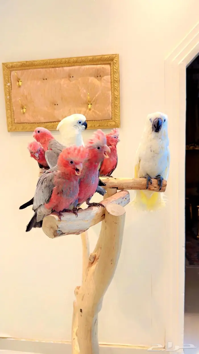 فروخ كوكاتو إمبريلا كوكاتو قالا غر تم البيع 0