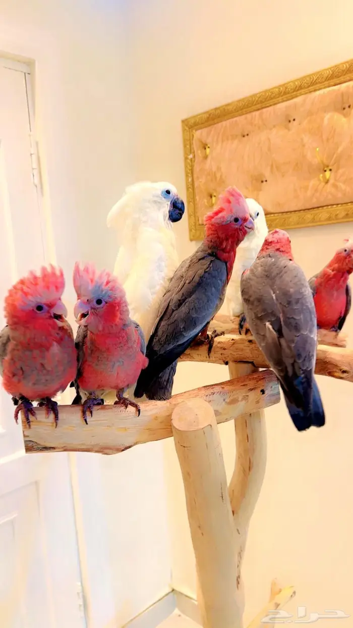 فروخ كوكاتو إمبريلا كوكاتو قالا غر تم البيع 1