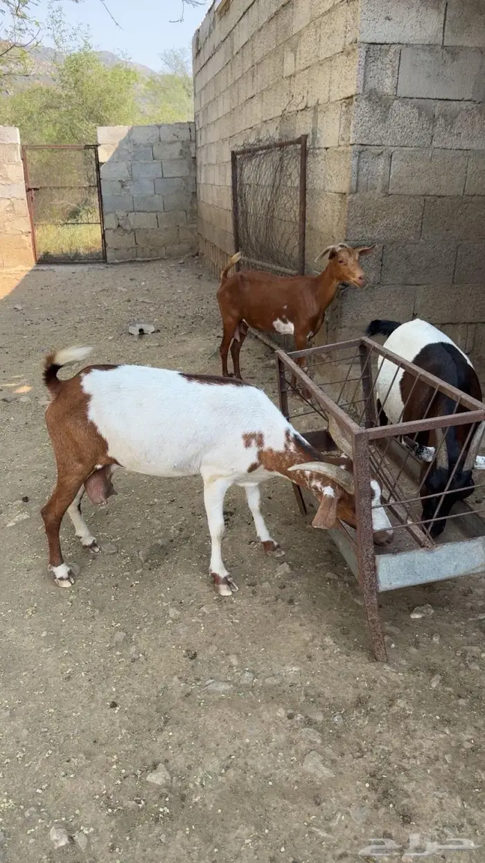غنم مقاني 2