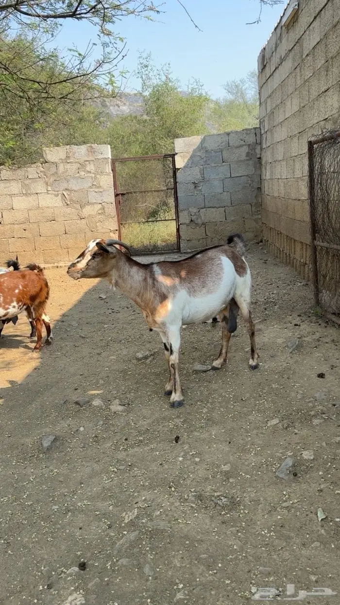 غنم مقاني 4