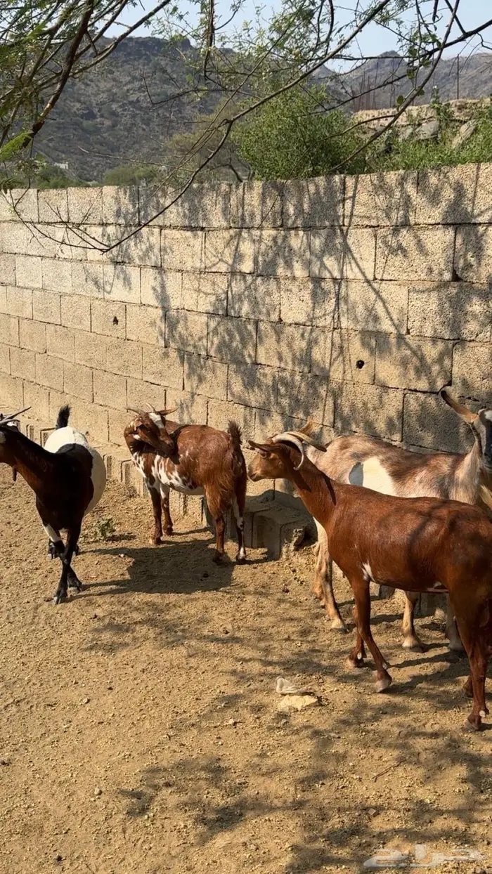 غنم مقاني 9