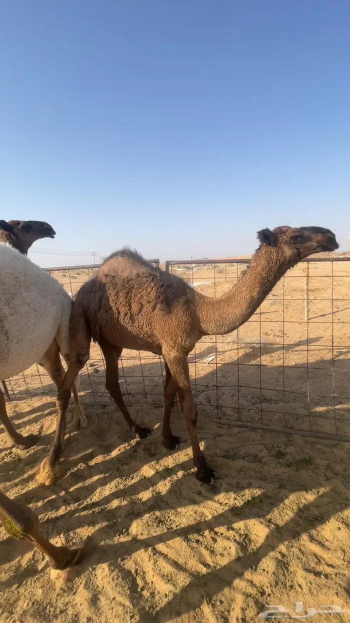 حشو ثنين قصب سمان لبانيات 0