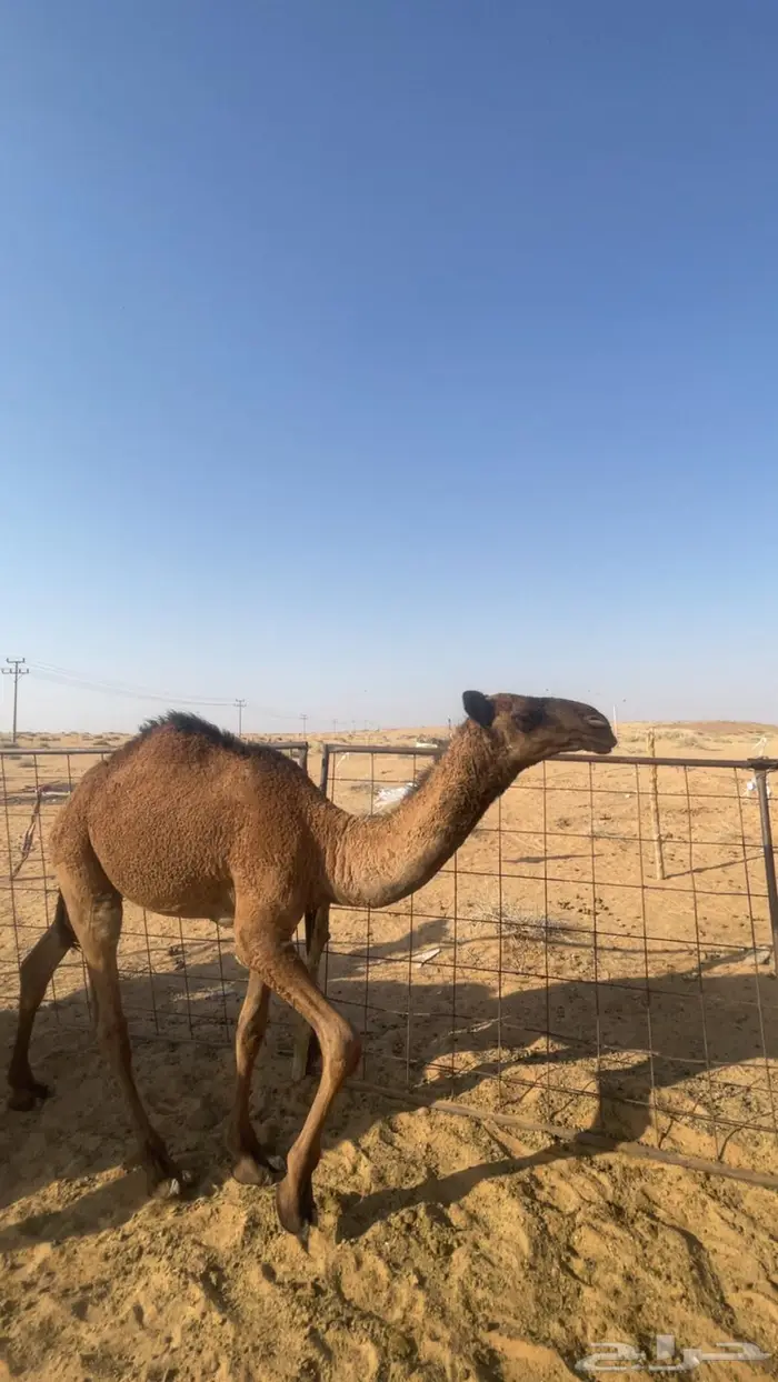 حشو ثنين قصب سمان لبانيات 1