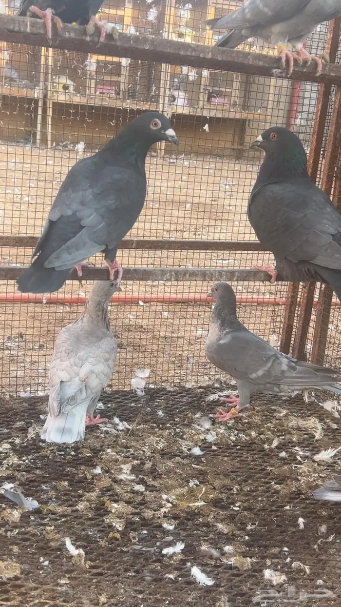 زاجل رديوس وحامل 0