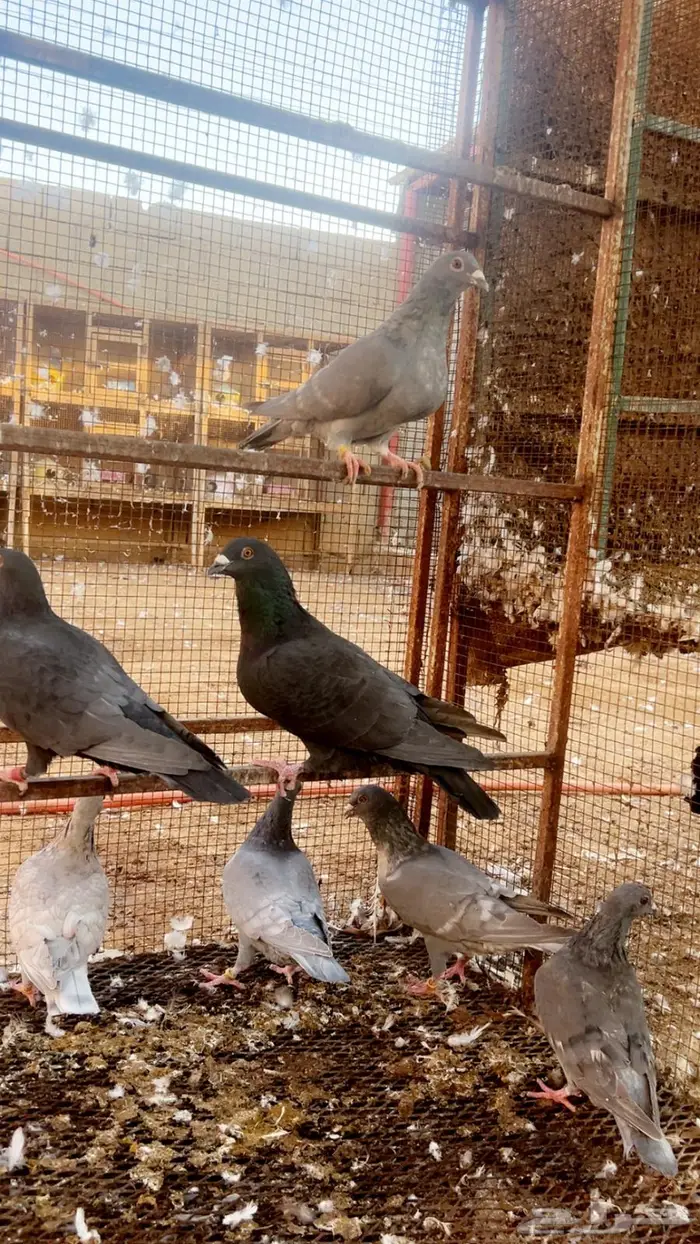 زاجل رديوس وحامل 2