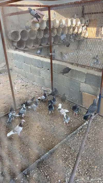 حمام علف طيور 0