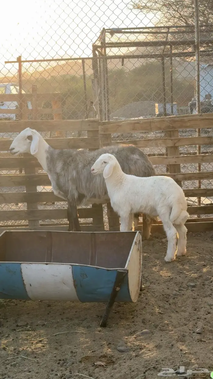 نعجه صنف معها طلي 2