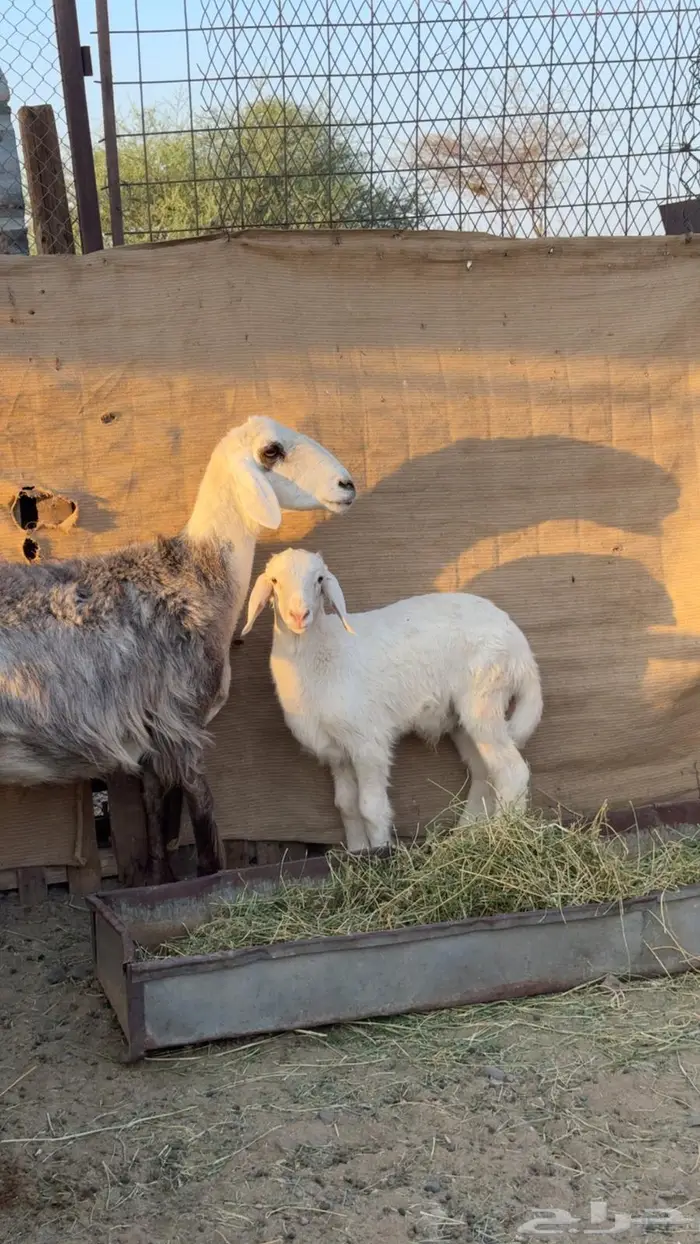 نعجه صنف معها طلي 1