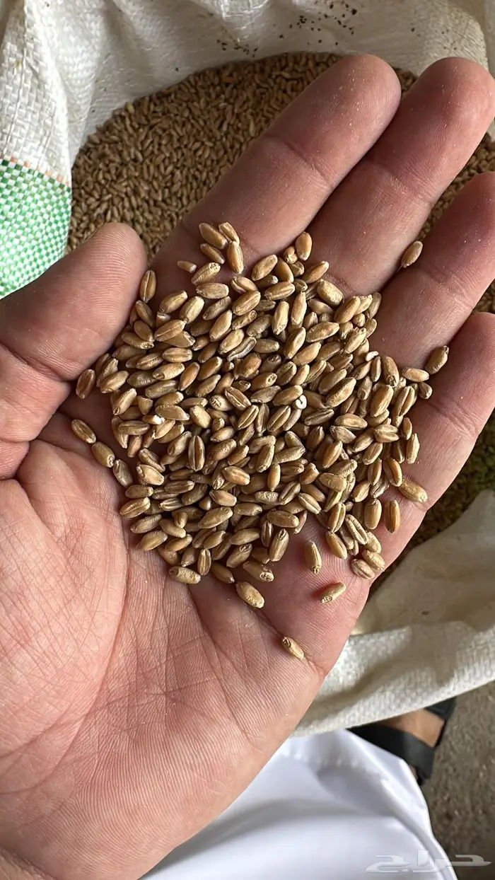 قمح زراعي سميد 0