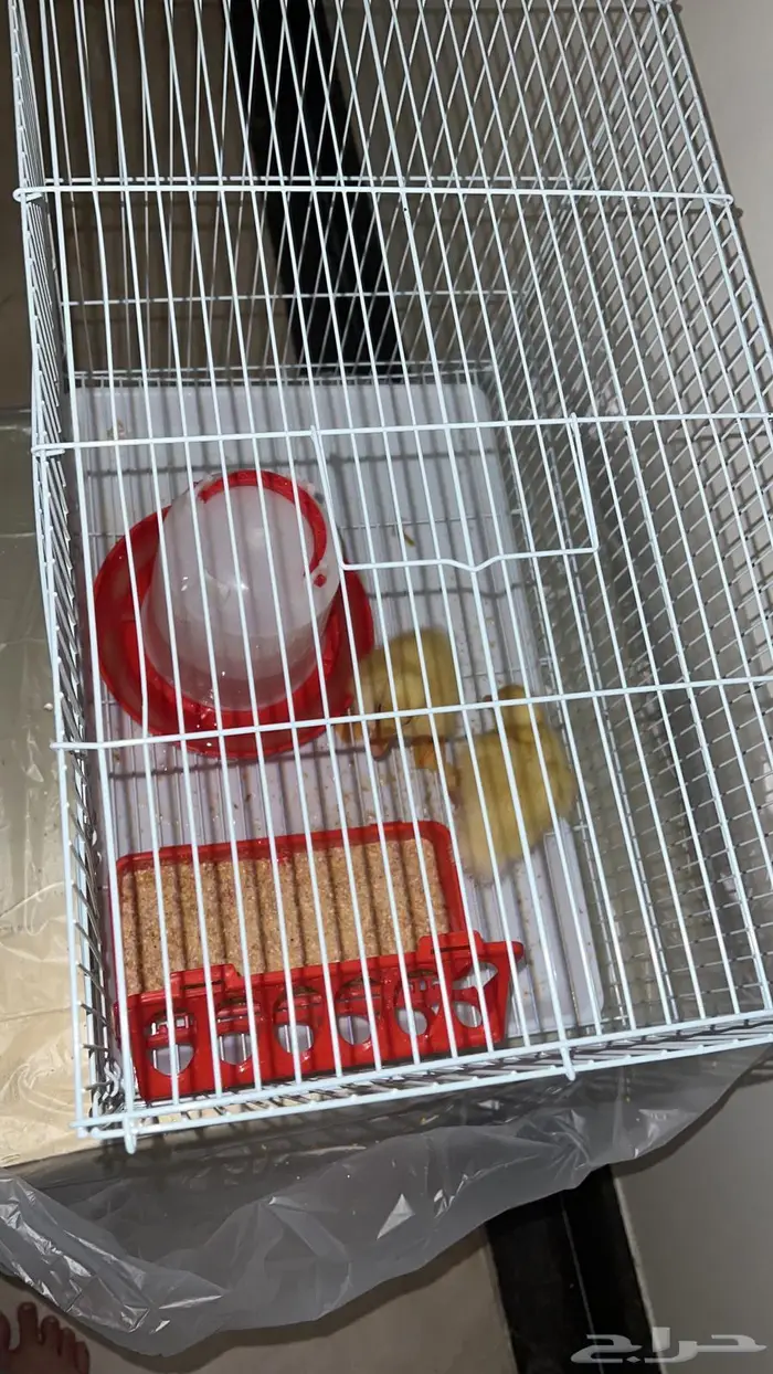 بطتين مع ملحقاتهم 0