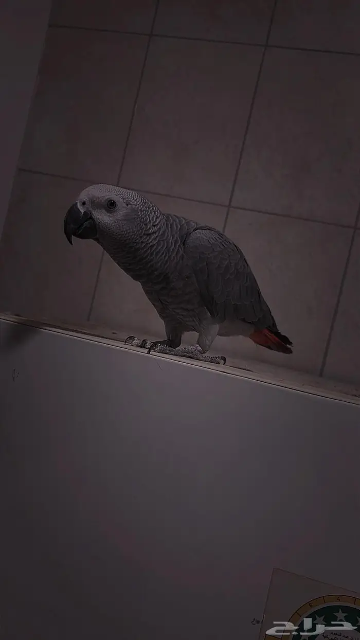 فرخ كاسكو أليف متكلم 5