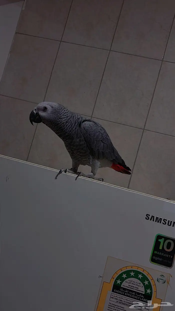 فرخ كاسكو أليف متكلم 3