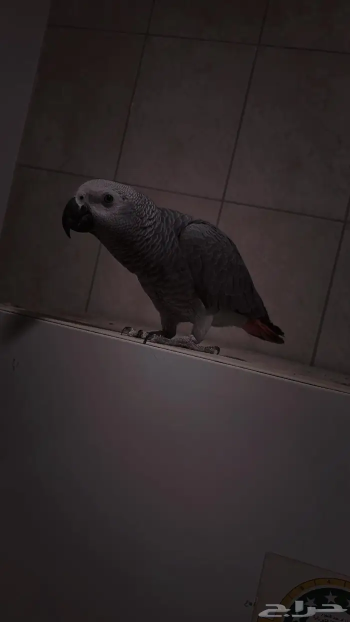 فرخ كاسكو أليف متكلم 6