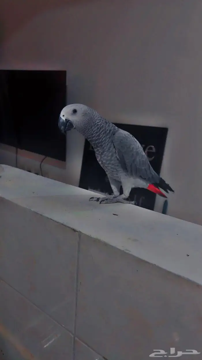 فرخ كاسكو أليف متكلم 4