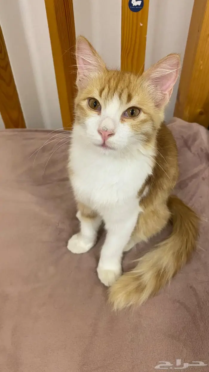 قطة انثى للتبني 1