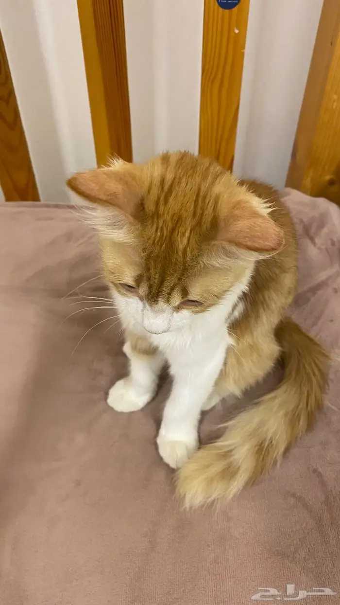 قطة انثى للتبني 2