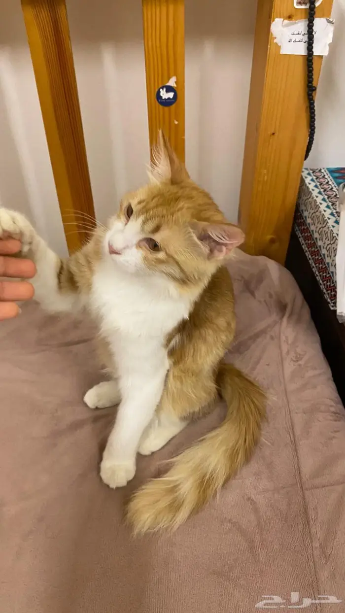 قطة انثى للتبني 0