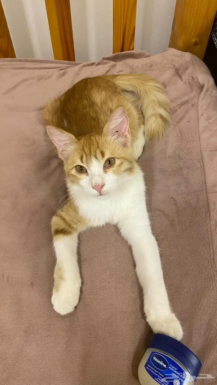 قطة انثى للتبني 3